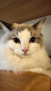 猫カフェモカ　新宿店に投稿された画像（2024/7/18）