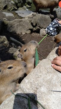 伊豆シャボテン動物公園に投稿された画像（2024/7/18）
