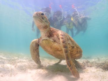 nico 宮古島に投稿された画像（2024/7/18）