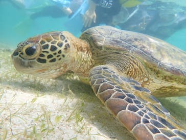 nico 宮古島に投稿された画像（2024/7/18）