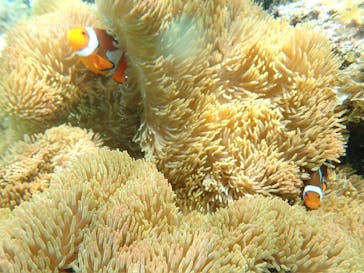 nico 宮古島に投稿された画像（2024/7/18）