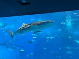 沖縄美ら海水族館に投稿された画像（2024/7/19）
