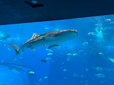沖縄美ら海水族館に投稿された画像（2024/7/18）