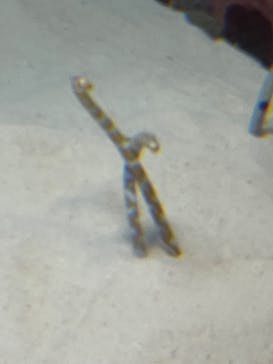 沖縄美ら海水族館に投稿された画像（2024/7/18）