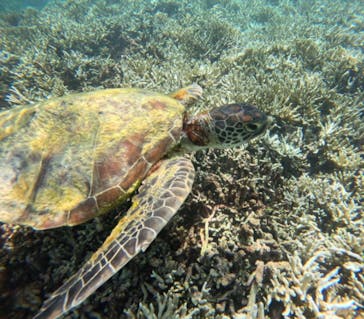 宮古島 ADVENTURE PiPi（ミヤコジマ アドベンチャー ピピ）に投稿された画像（2024/7/19）