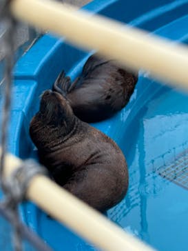大分マリーンパレス水族館 「うみたまご」に投稿された画像（2024/7/19）