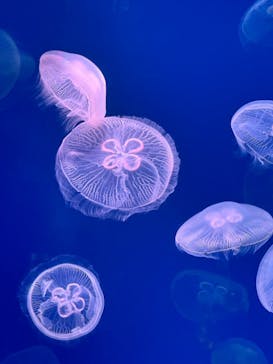 大分マリーンパレス水族館 「うみたまご」に投稿された画像（2024/7/19）