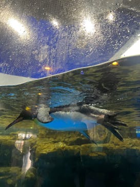 マクセル アクアパーク品川に投稿された画像（2024/7/19）