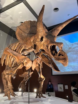 DinoScience 恐竜科学博 ～ララミディア大陸の恐竜物語～ 2024@OSAKAに投稿された画像（2024/7/19）