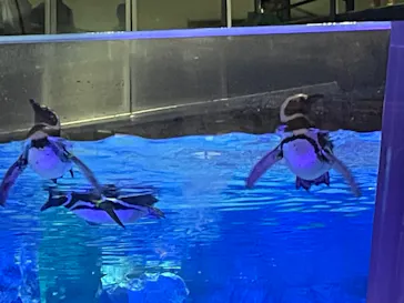 すみだ水族館に投稿された画像（2024/7/19）