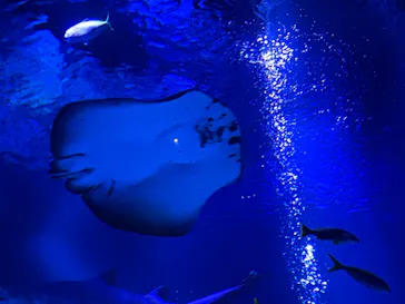 すみだ水族館に投稿された画像（2024/7/19）