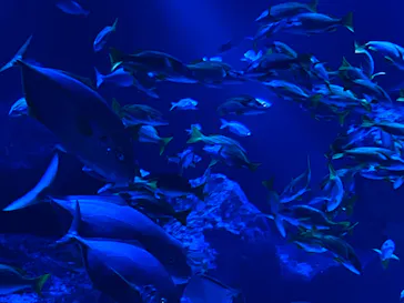 すみだ水族館に投稿された画像（2024/7/19）