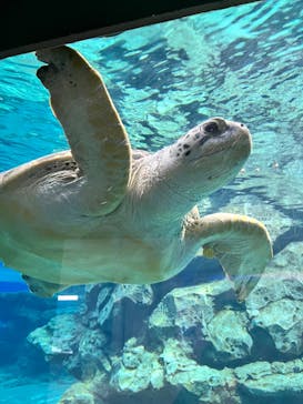 名古屋港水族館に投稿された画像（2024/7/19）