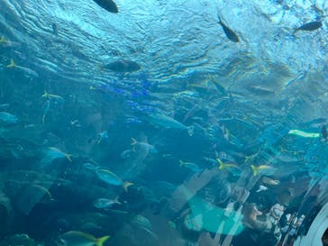 名古屋港水族館に投稿された画像（2024/7/19）