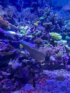 名古屋港水族館に投稿された画像（2024/7/19）