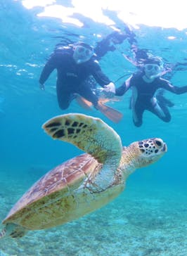 アマミエンシスに投稿された画像（2024/7/19）