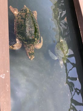 串本海中公園水族館に投稿された画像（2024/7/19）