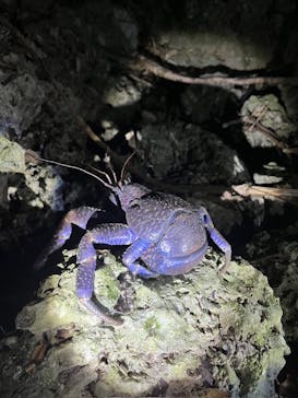 オースリーシュノーケル宮古島に投稿された画像（2024/7/19）