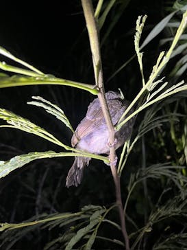 オースリーシュノーケル宮古島に投稿された画像（2024/7/19）