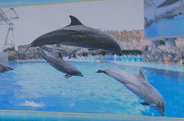 名古屋港水族館に投稿された画像（2024/7/19）