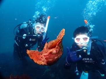 伊豆高原ダイビングスクール 渋谷店に投稿された画像（2024/7/19）
