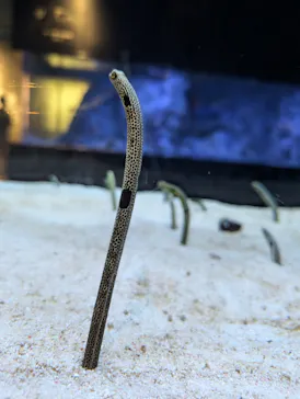 すみだ水族館に投稿された画像（2024/7/19）