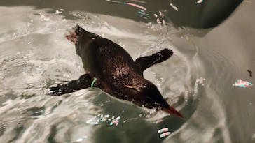 AOAO SAPPOROに投稿された画像（2024/7/19）