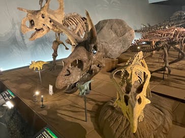 福井県立恐竜博物館に投稿された画像（2024/7/19）