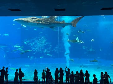 沖縄美ら海水族館に投稿された画像（2024/7/19）