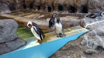 しながわ水族館に投稿された画像（2024/7/19）