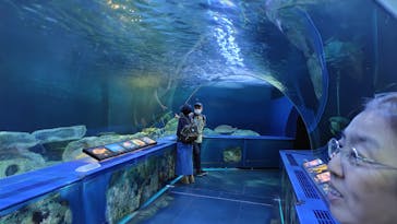 しながわ水族館に投稿された画像（2024/7/19）