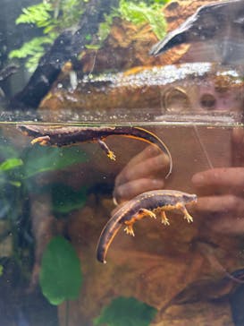 AQUARIUM × ART　atoaに投稿された画像（2024/7/19）