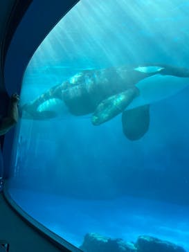 名古屋港水族館に投稿された画像（2024/7/19）