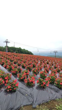 ひるがのピクニックガーデンに投稿された画像（2024/7/19）