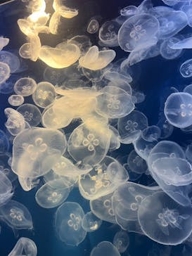 鴨川シーワールドに投稿された画像（2024/7/19）