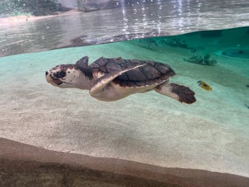 鴨川シーワールドに投稿された画像（2024/7/19）