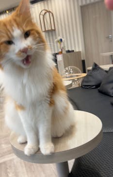 猫カフェモカ　アルシェ大宮店に投稿された画像（2024/7/19）