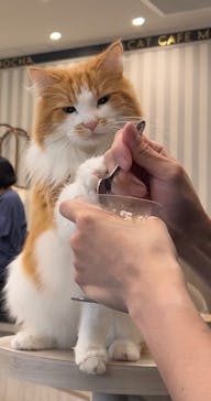 猫カフェモカ　アルシェ大宮店に投稿された画像（2024/7/19）