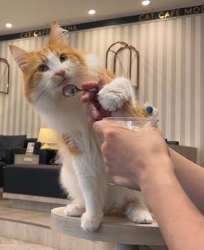 猫カフェモカ　アルシェ大宮店に投稿された画像（2024/7/19）