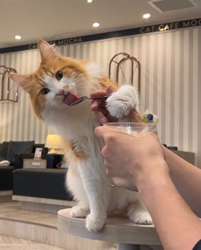 猫カフェモカ　アルシェ大宮店に投稿された画像（2024/7/19）