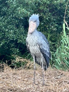 神戸どうぶつ王国に投稿された画像（2024/7/19）