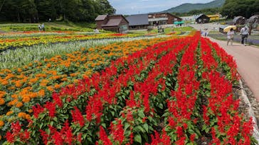 たんばらラベンダーパークに投稿された画像（2024/7/19）