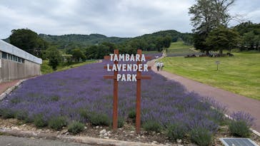 たんばらラベンダーパークに投稿された画像（2024/7/19）