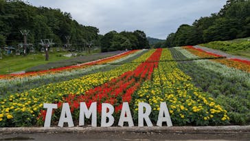 たんばらラベンダーパークに投稿された画像（2024/7/19）