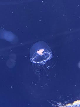 新江ノ島水族館に投稿された画像（2024/7/19）