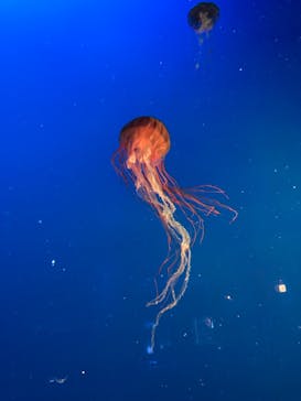 新江ノ島水族館に投稿された画像（2024/7/19）