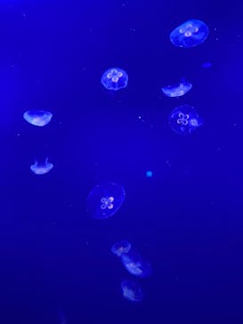 新江ノ島水族館に投稿された画像（2024/7/19）