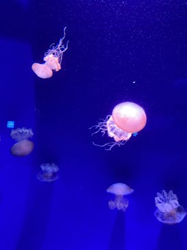 新江ノ島水族館に投稿された画像（2024/7/19）