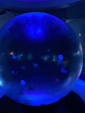 新江ノ島水族館に投稿された画像（2024/7/19）