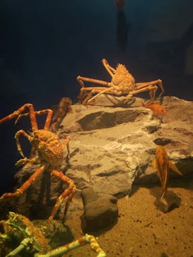 名古屋港水族館に投稿された画像（2024/7/20）